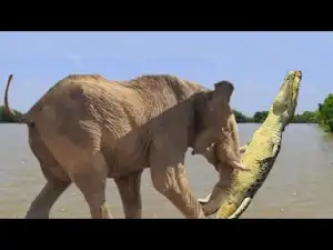 Video: Animal Moms Protecting Their Babies - Elephant Saves her Calf from Crocodile